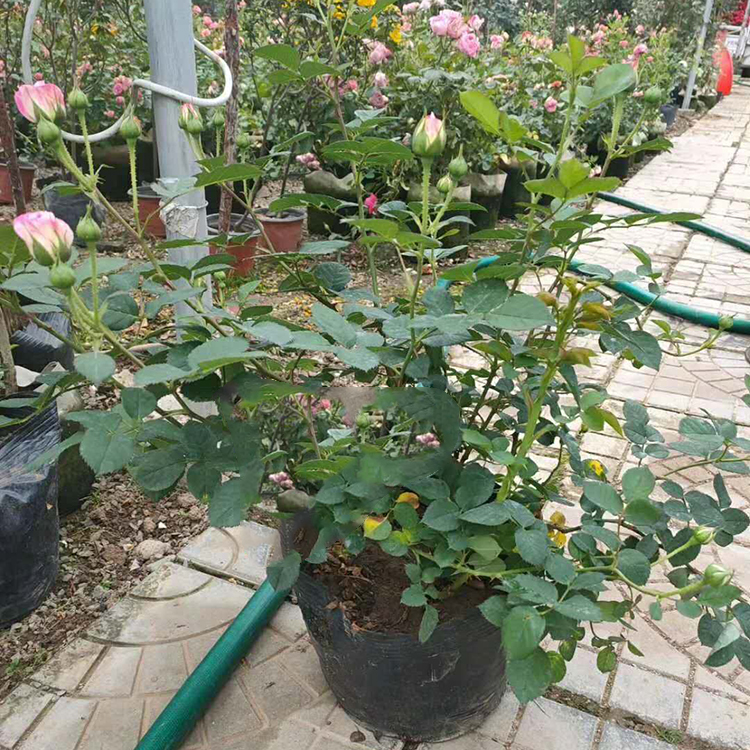 苗圃供应 欧月月季苗 欧月月季供应商