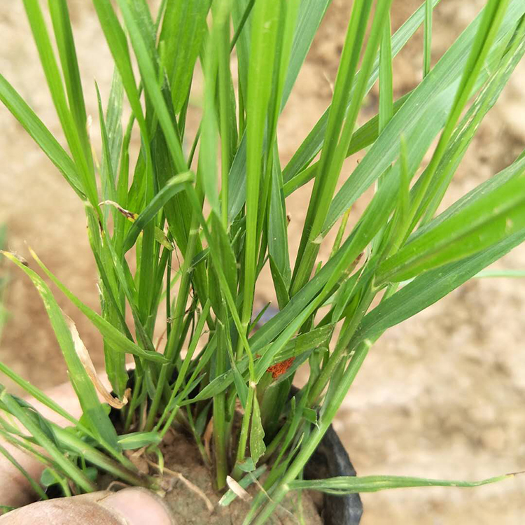 基地种植 狼尾草营养杯 青州狼尾草销售