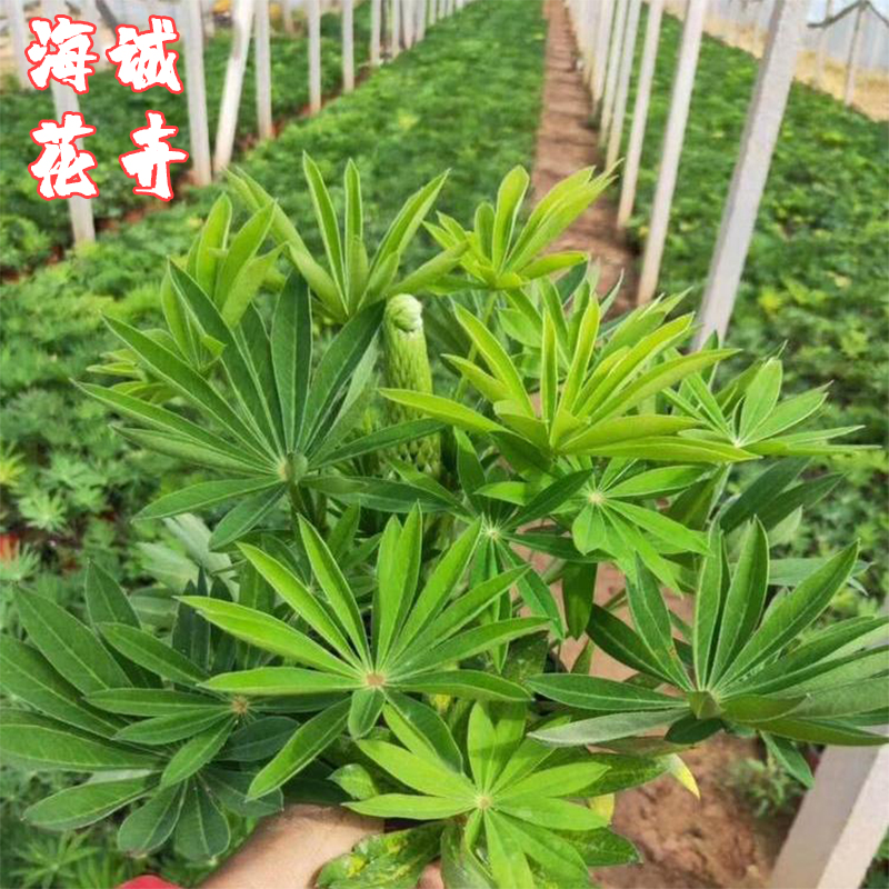 景区鲁冰花绿化设计海诚花卉  园林绿化苗木草花批发