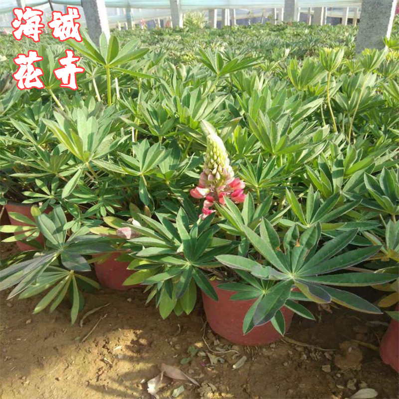 绿化带鲁冰花海诚花卉  园林绿化苗木草花批发