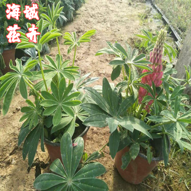 鲁冰花花海设计海诚花卉  园林绿化苗木草花批发