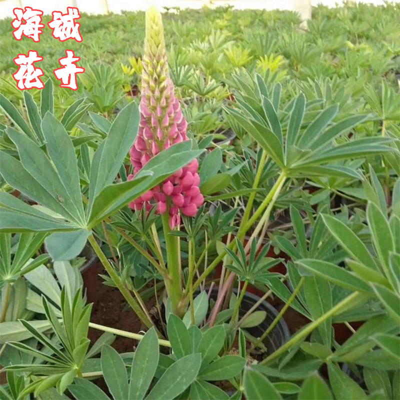 绿化工程鲁冰花海诚花卉  园林绿化苗木草花批发