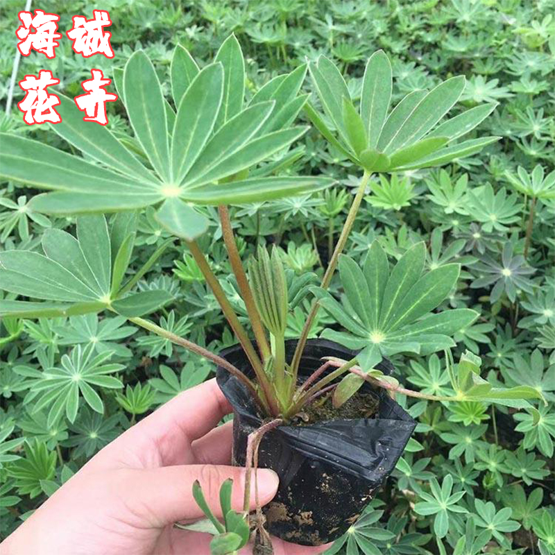 鲁冰花批发海诚花卉  园林绿化苗木草花批发