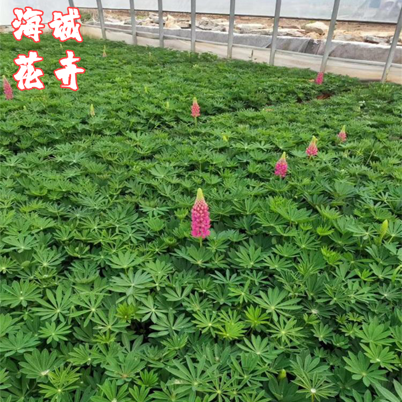 四季绿化鲁冰花海诚花卉  园林绿化苗木草花批发