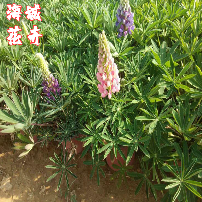 鲁冰花小苗海诚花卉  园林绿化苗木草花批发
