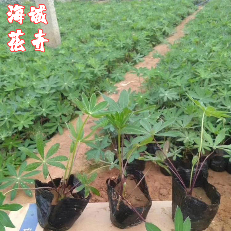 鲁冰花种植基地海诚花卉  园林绿化苗木草花批发