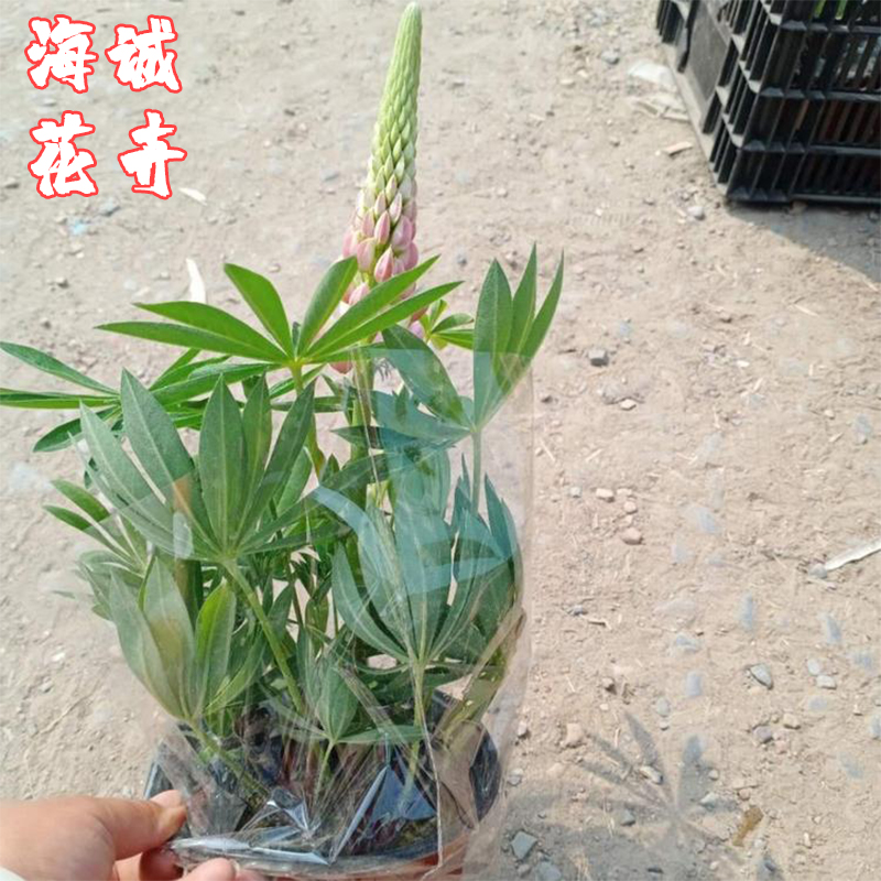 小区绿化鲁冰花海诚花卉  园林绿化苗木草花批发