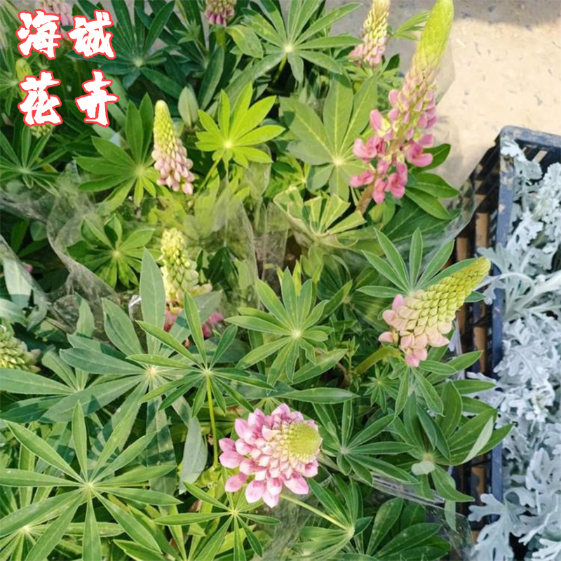 公园绿化鲁冰花海诚花卉  园林绿化苗木草花批发