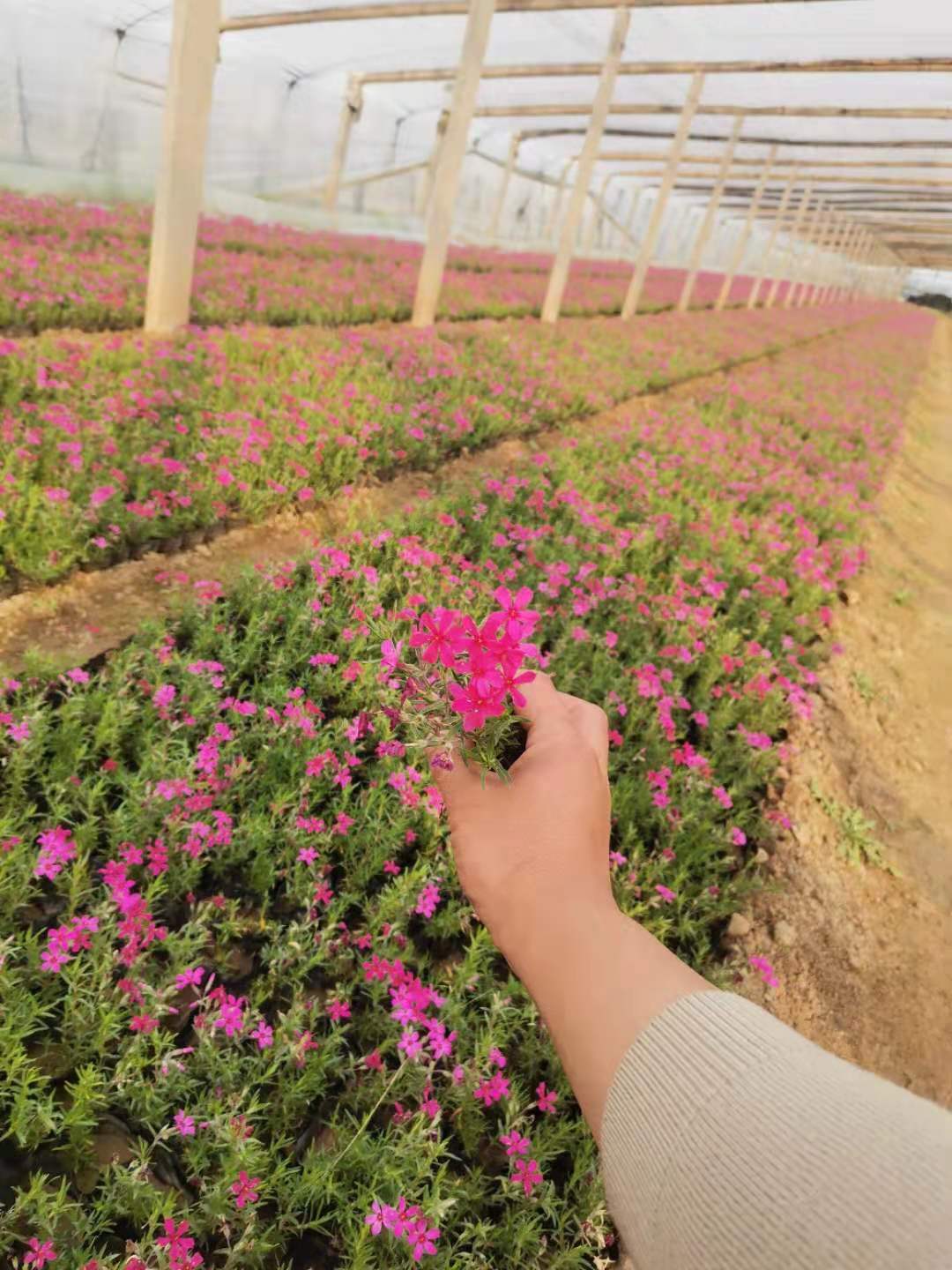 丛生福禄考  芝樱供应 批发 市场供应 品质