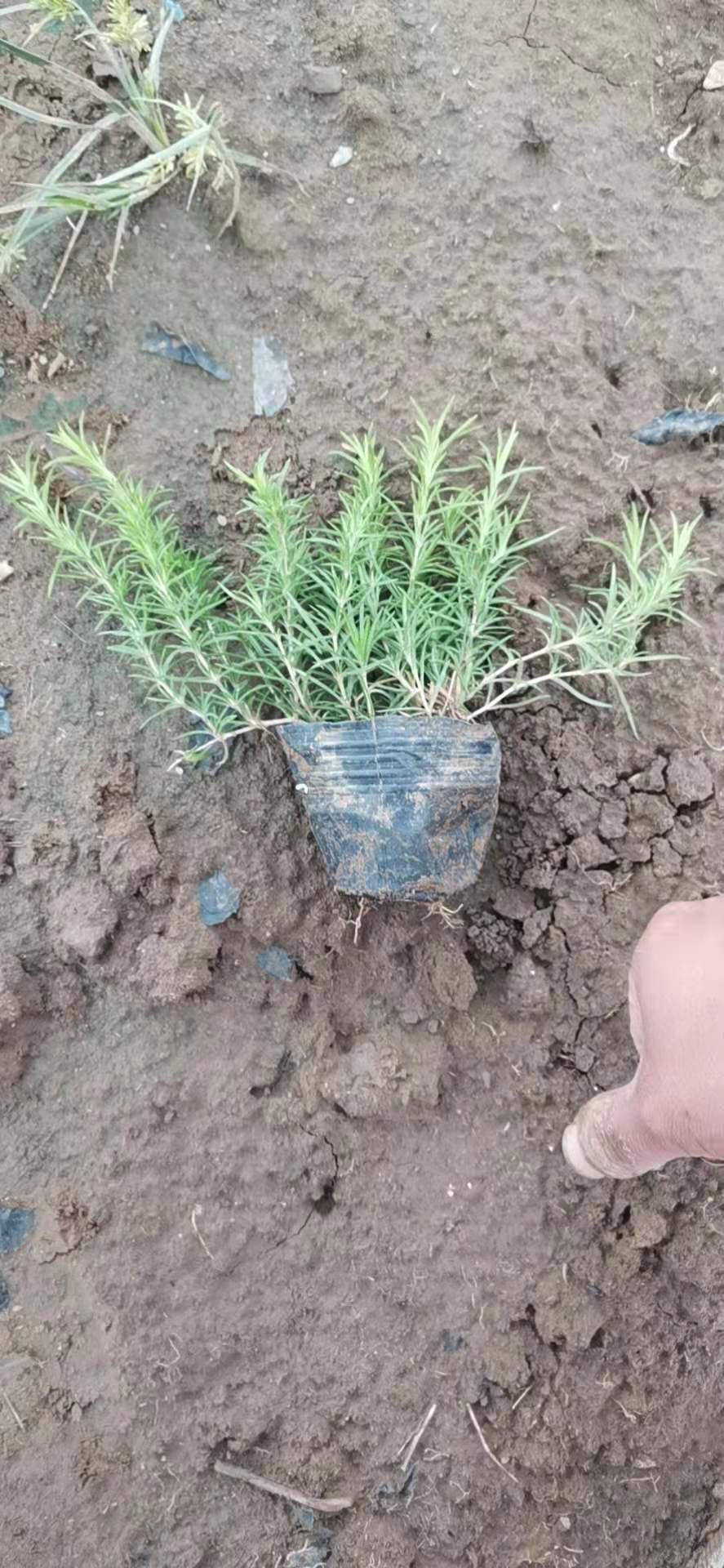 丛生福禄考  芝樱供应 市场供应 福禄考 芝樱