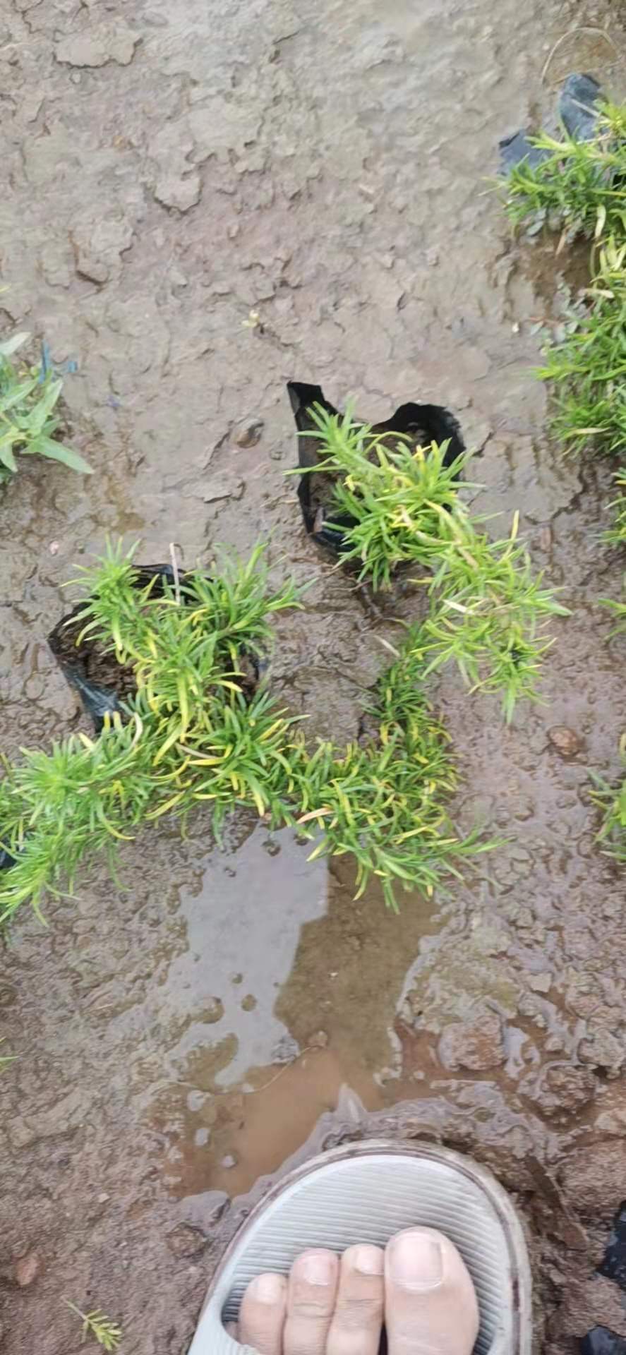 丛生福禄考  芝樱供应 优质供应 丛生福禄考 芝樱