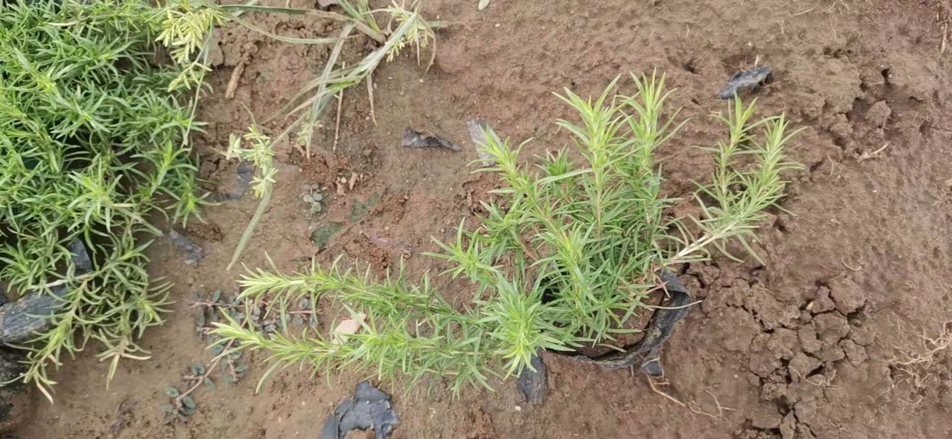 丛生福禄考  芝樱供应 批发 市场供应 出售