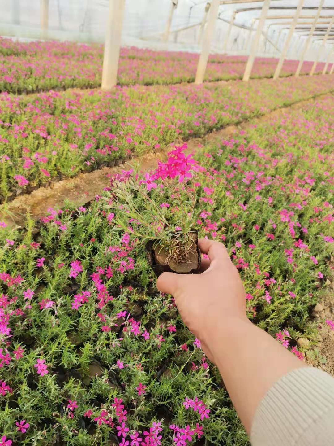 丛生福禄考  芝樱供应 优质供应 现货 出售