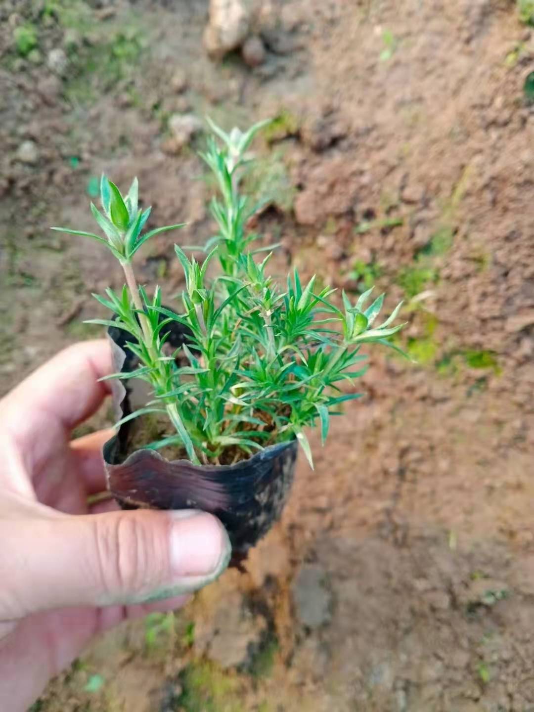 丛生福禄考  芝樱供应 批发 优质供应 品质保证
