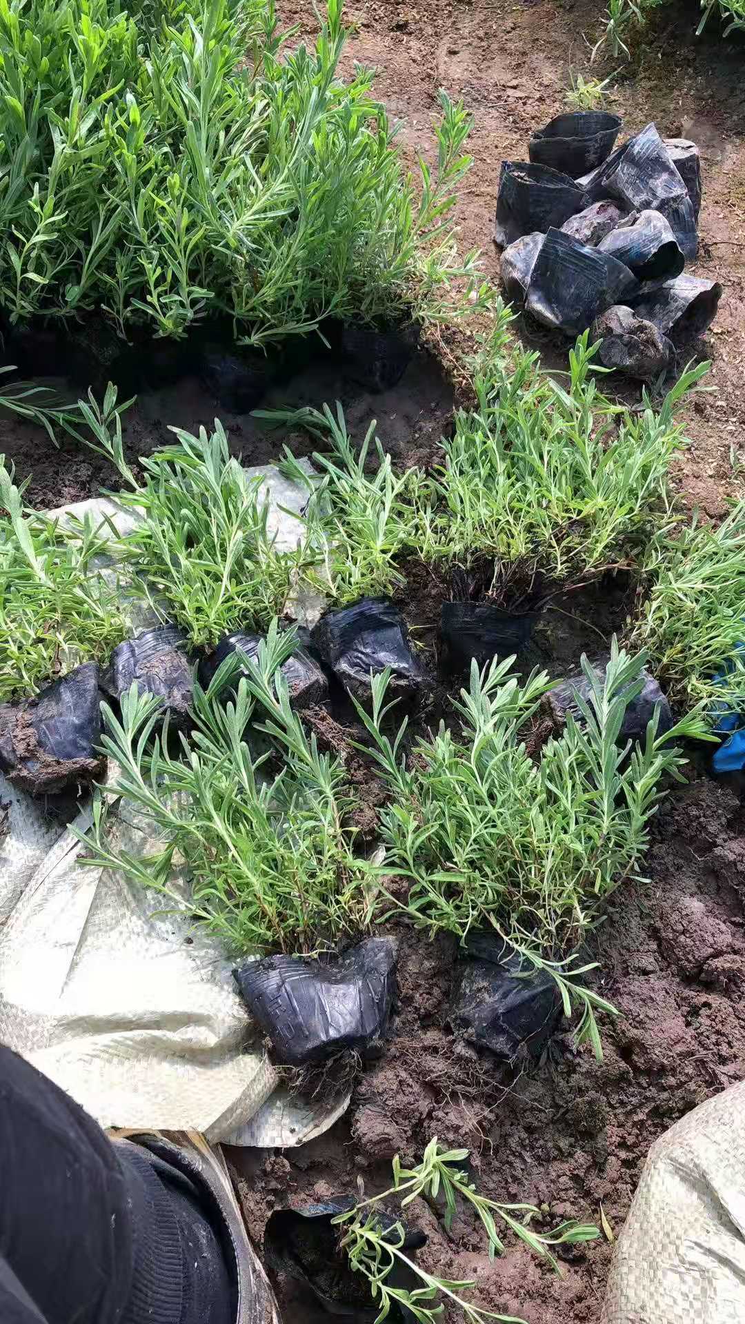 丛生福禄考  芝樱供应 批发 优质供应 可靠