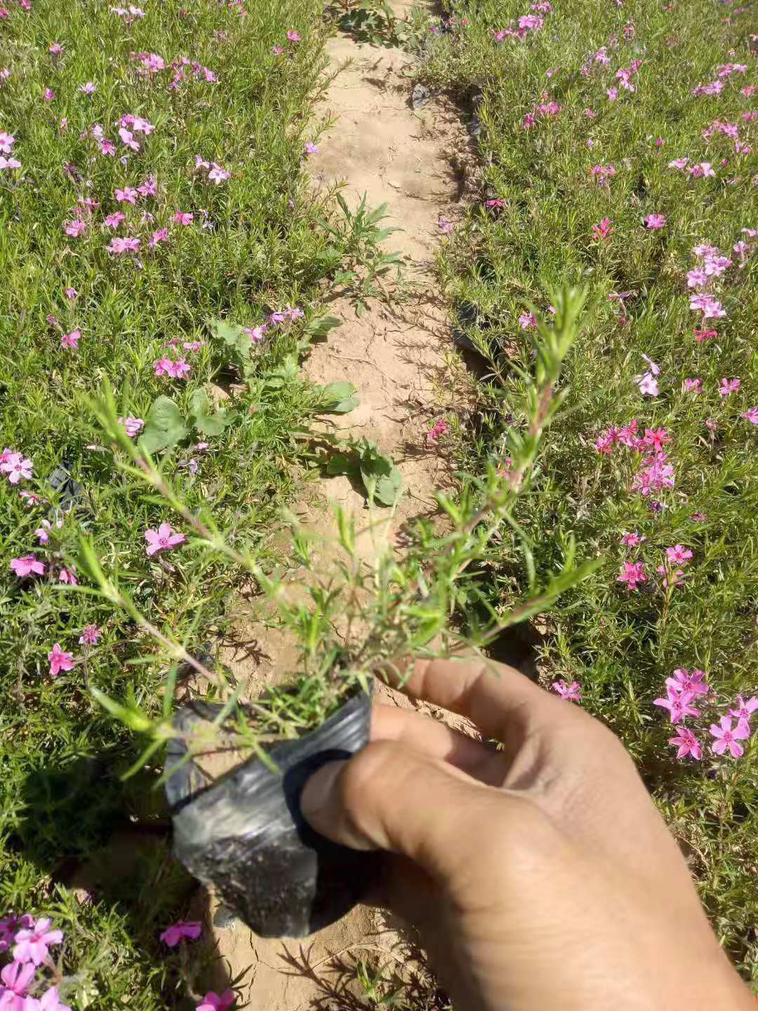 丛生福禄考  芝樱供应 优质供应 批发价格 芝樱