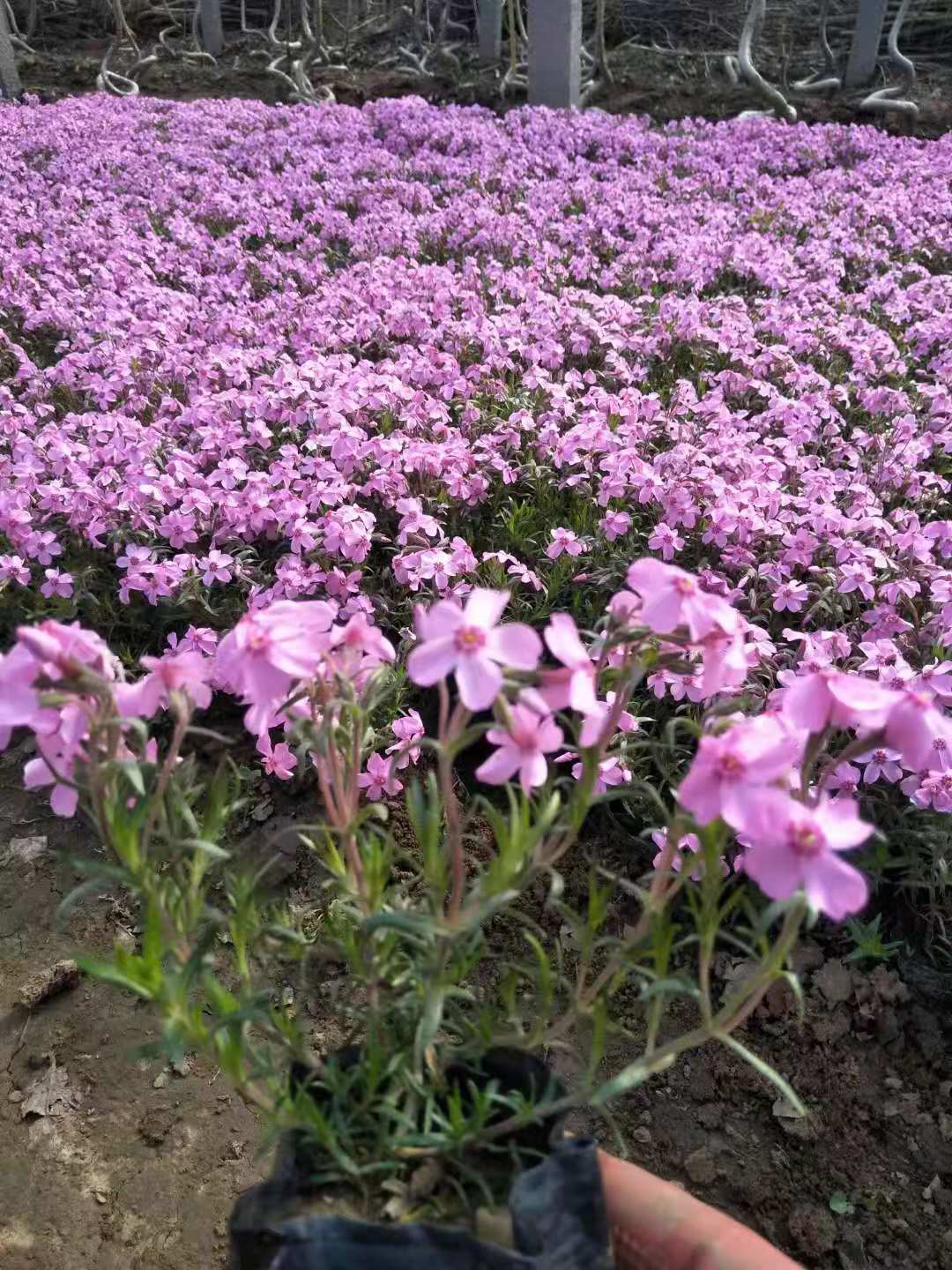 丛生福禄考  芝樱供应 优质供应 品质保证 福禄考