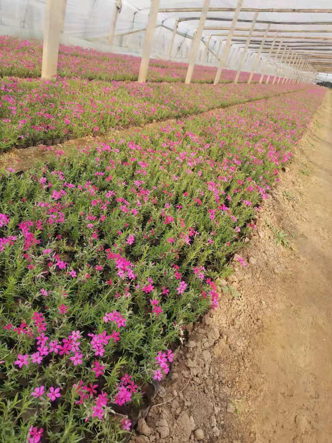 丛生福禄考  芝樱供应 优质供应 可靠 芝樱