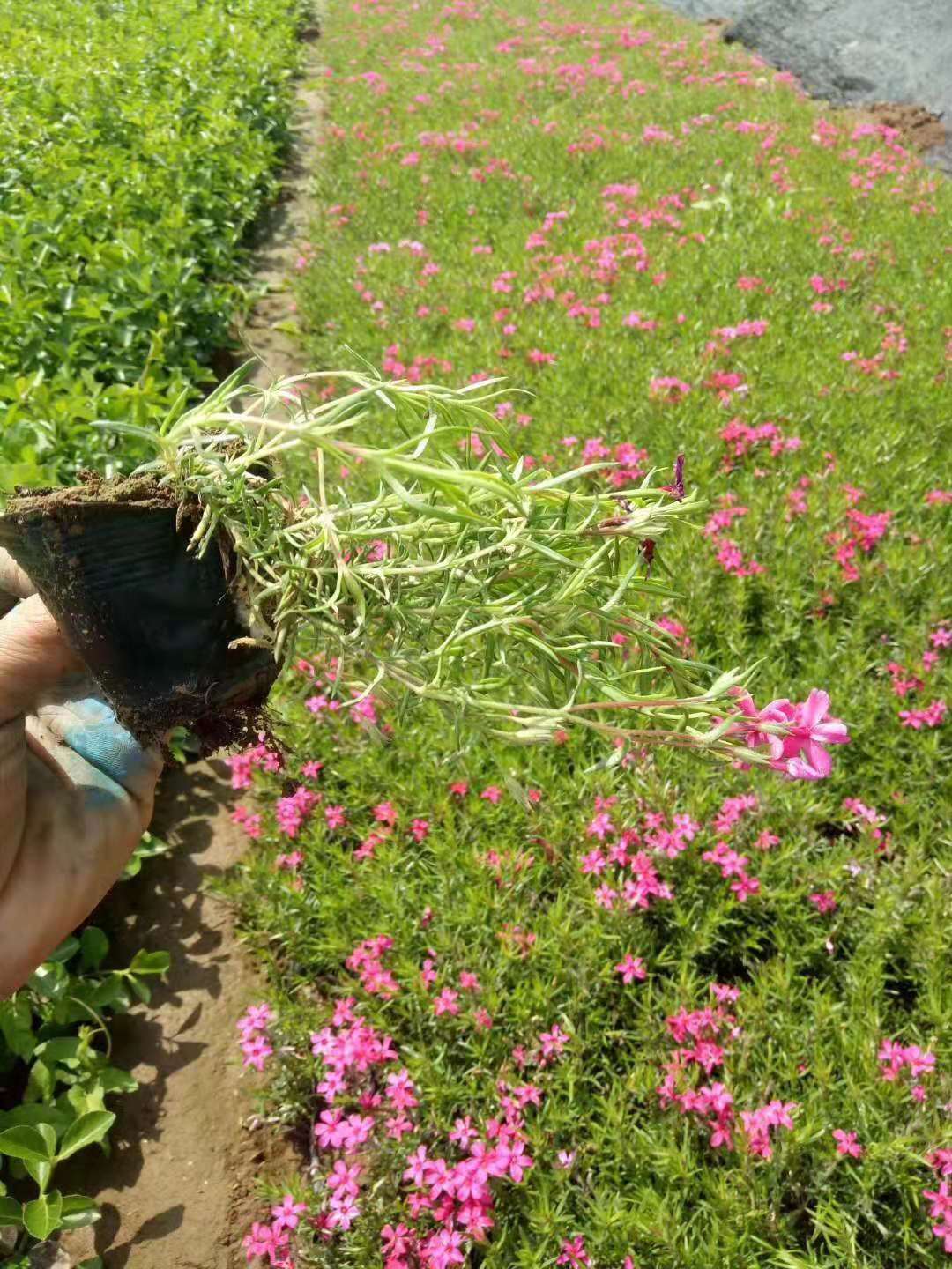 丛生福禄考  芝樱供应 批发 优质供应 现货