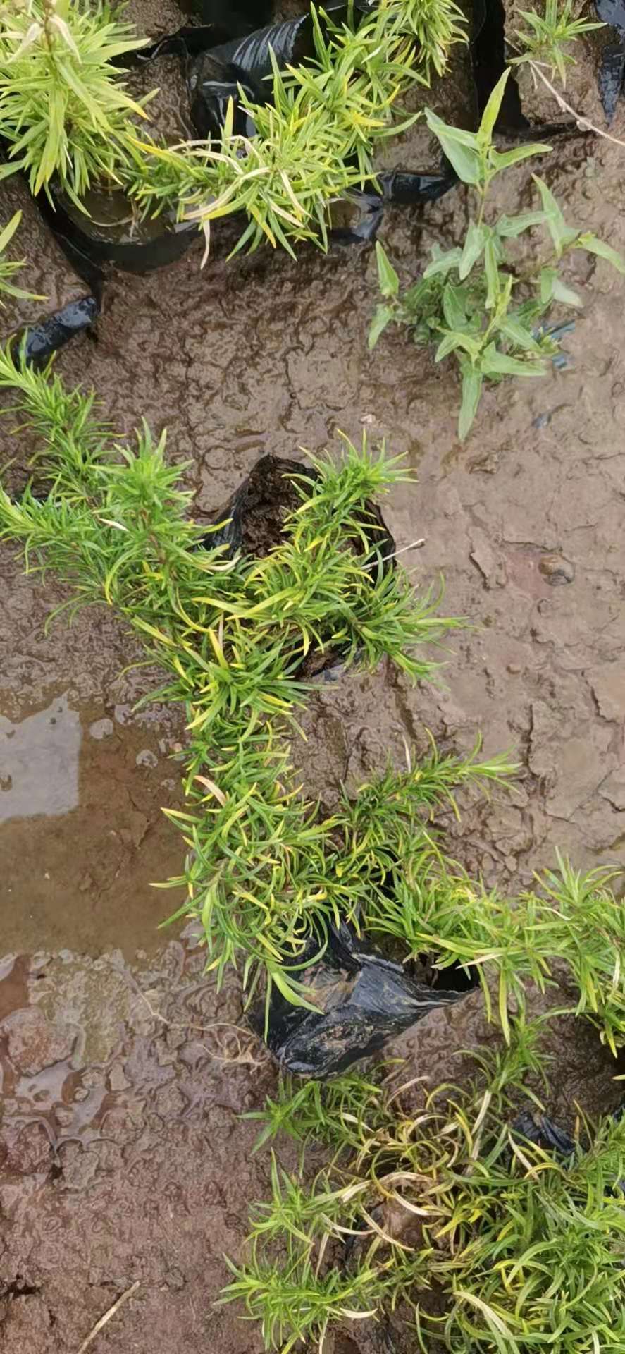 丛生福禄考  芝樱供应 批发 市场供应 销售