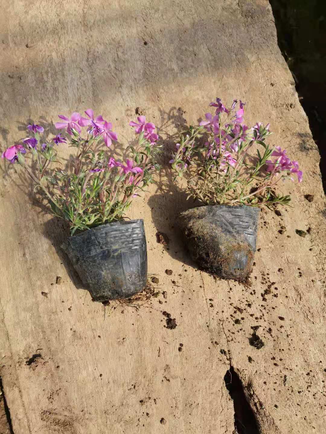 丛生福禄考  芝樱供应 批发 优质供应 批发价格