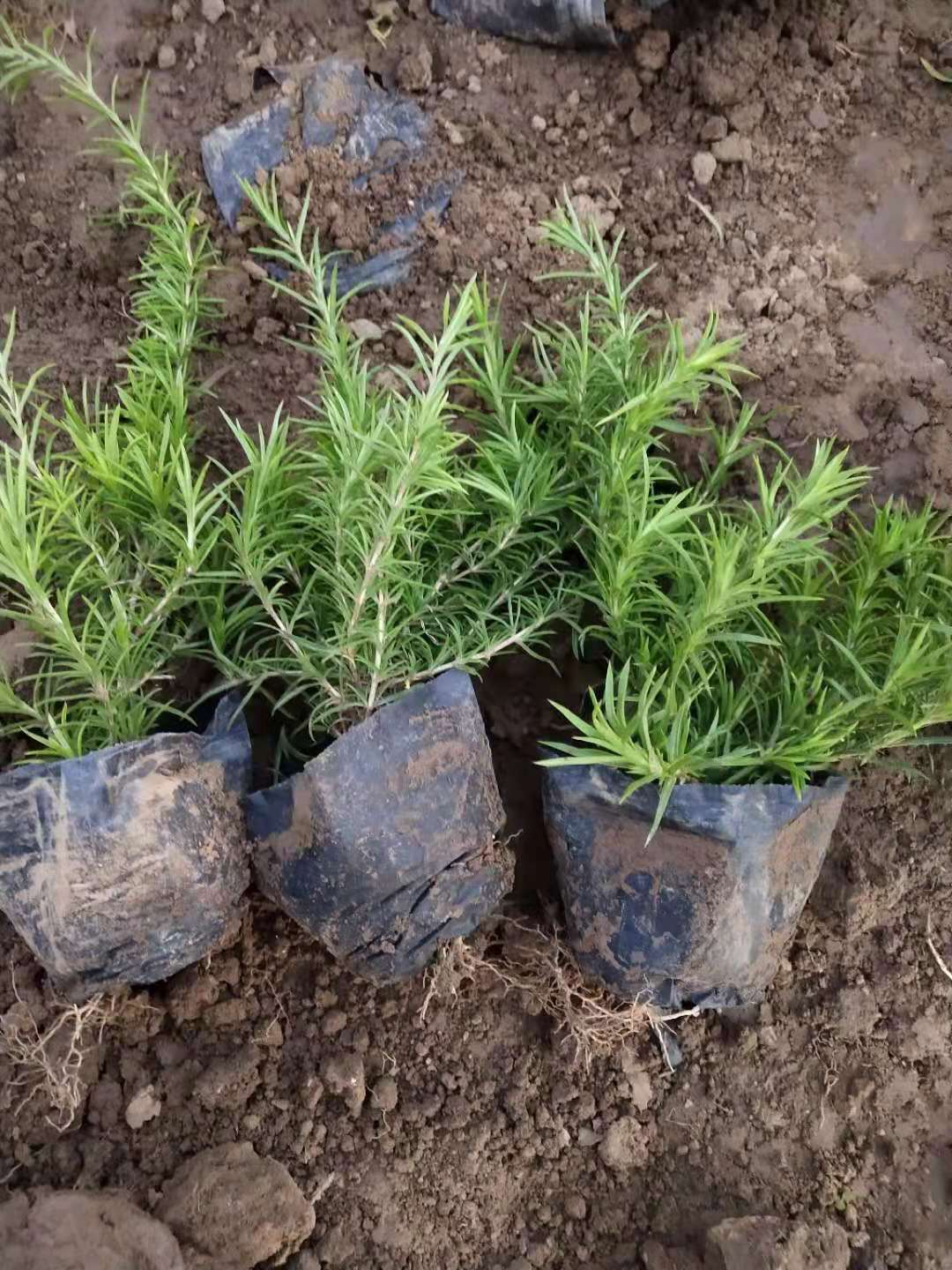 丛生福禄考  芝樱供应 优质供应 品质保证 现货