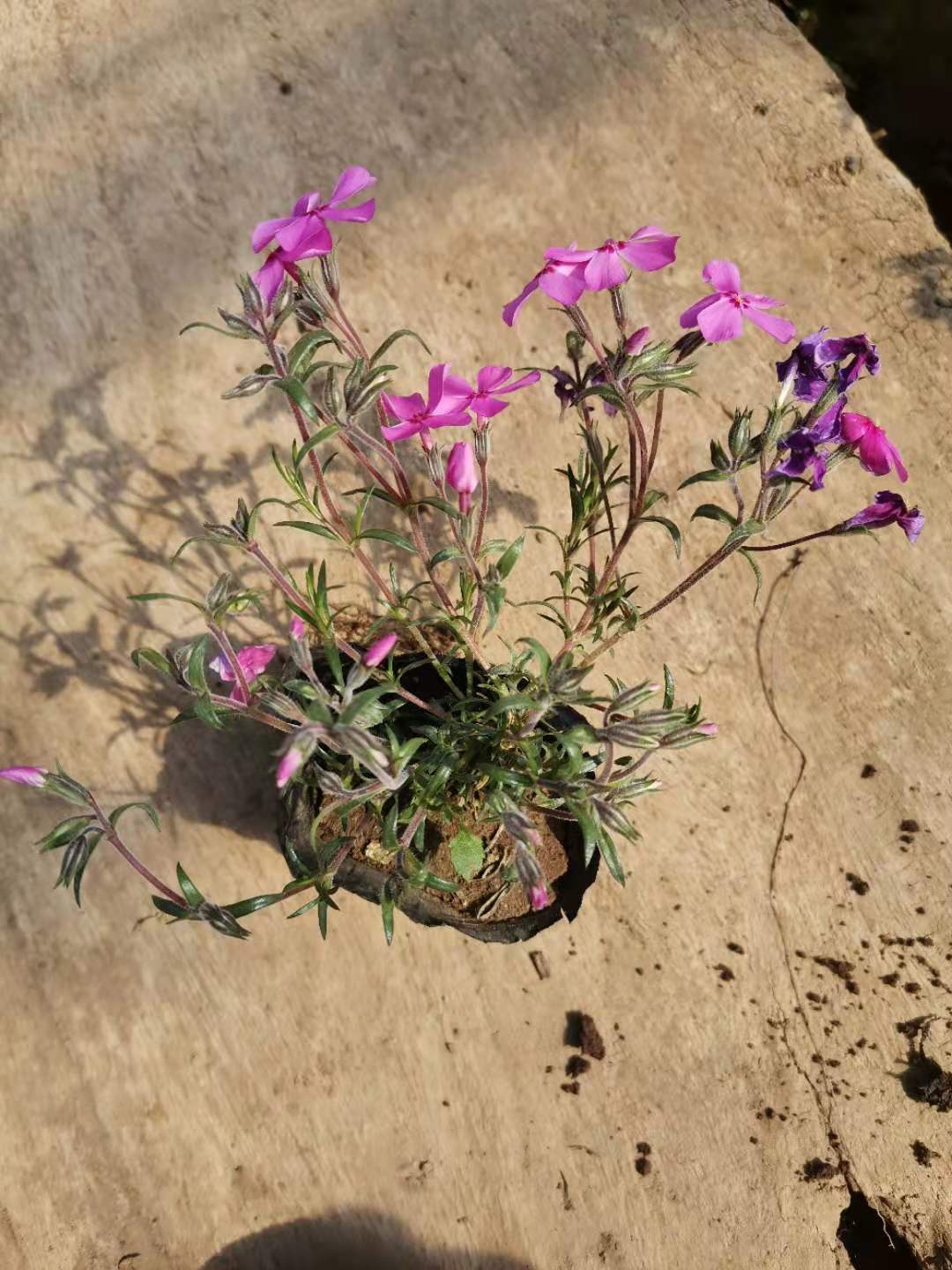 丛生福禄考  芝樱供应 批发 品质保证 福禄考