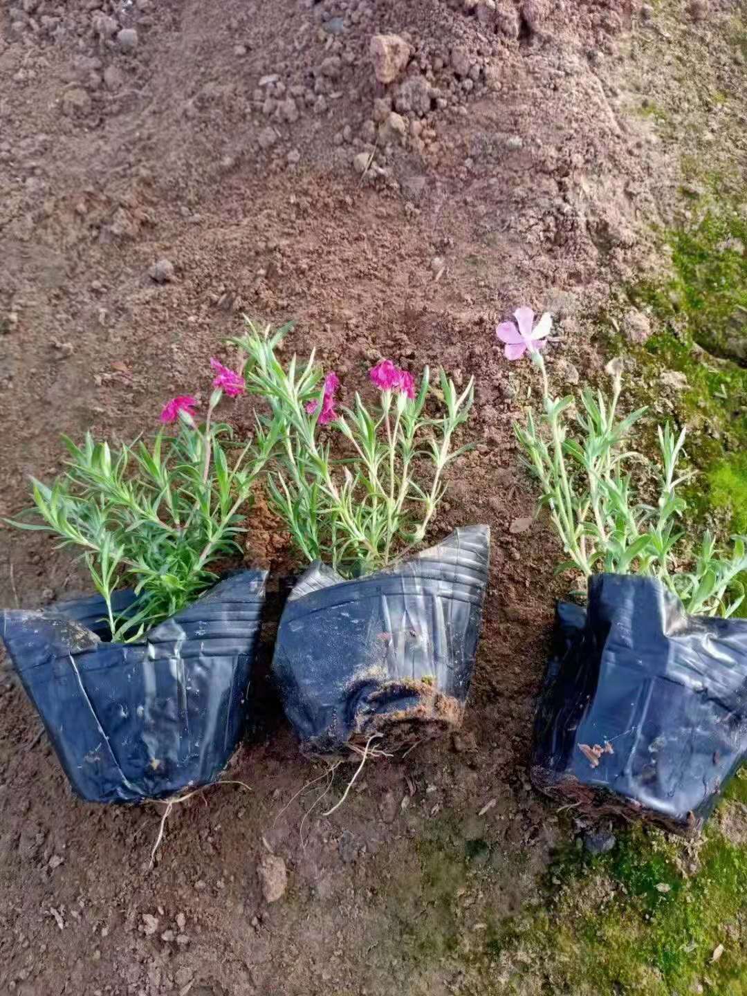 丛生福禄考  芝樱供应 批发 市场供应 批发价格