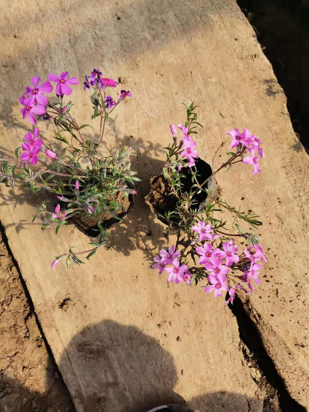 丛生福禄考  芝樱供应 优质供应 批发价格 销售