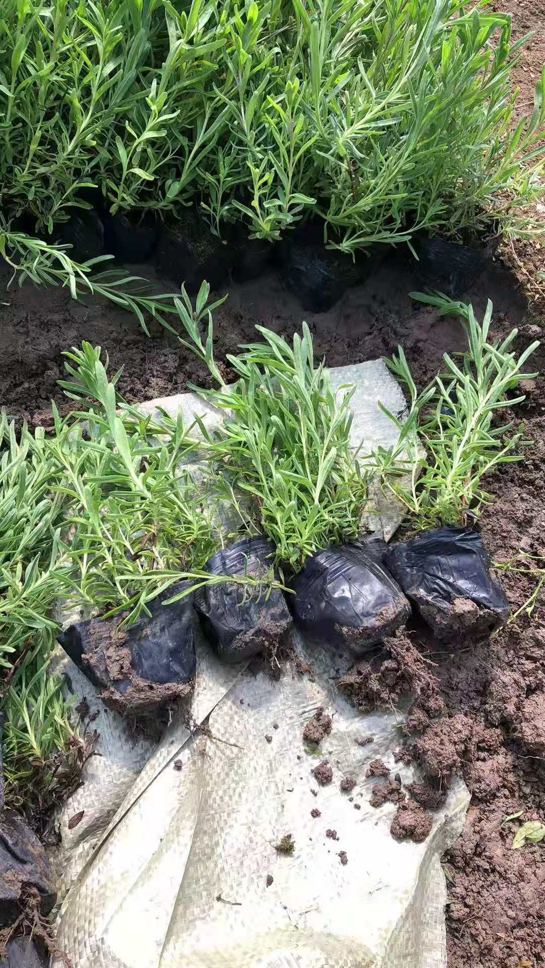 丛生福禄考  芝樱供应 批发 市场供应 福禄考