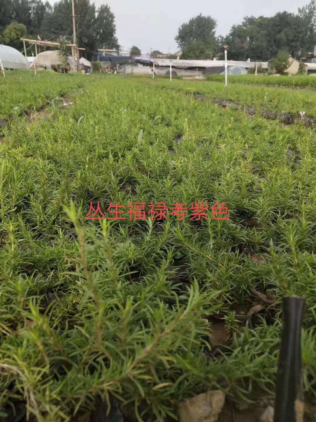 丛生福禄考  芝樱供应 批发 优质供应 品质