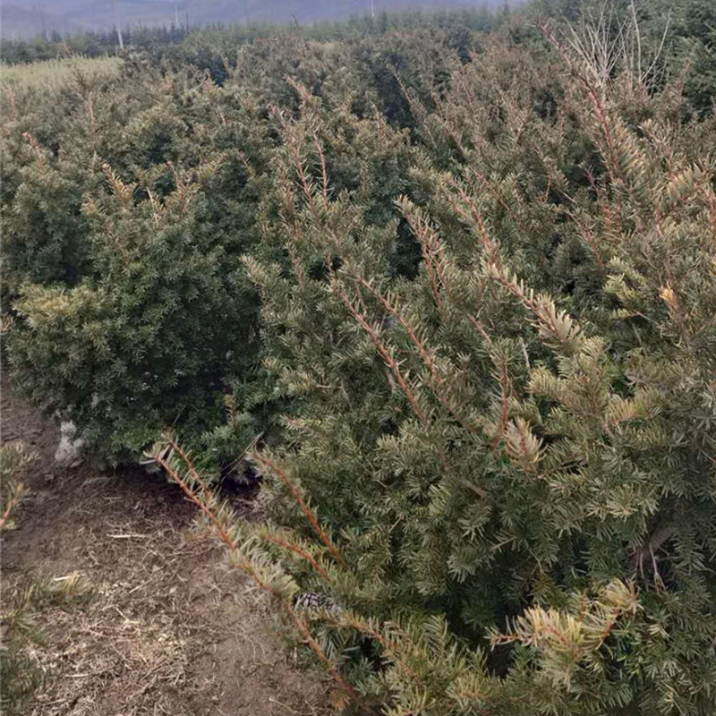 红豆杉树苗批发  大量供应红豆杉小苗 红豆杉价格 红豆杉苗基地批发