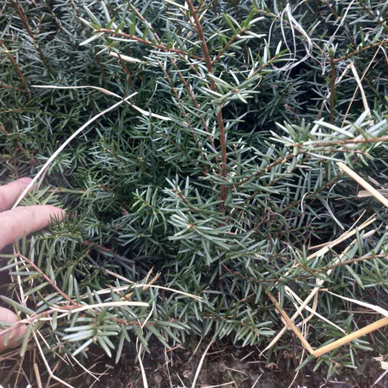 红豆杉苗 精选厂家 规格齐全 辽宁红豆杉苗