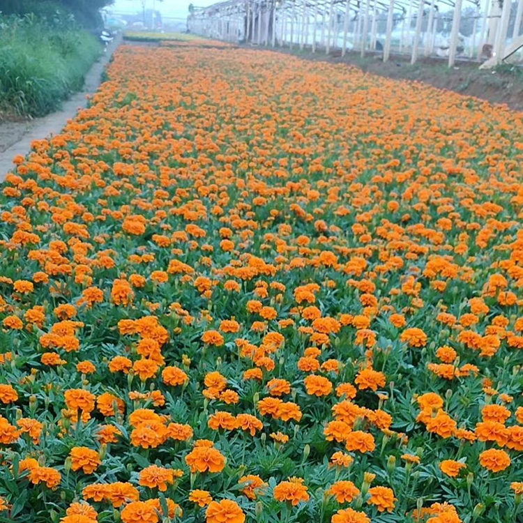 价格从优 孔雀草小苗 孔雀草基地