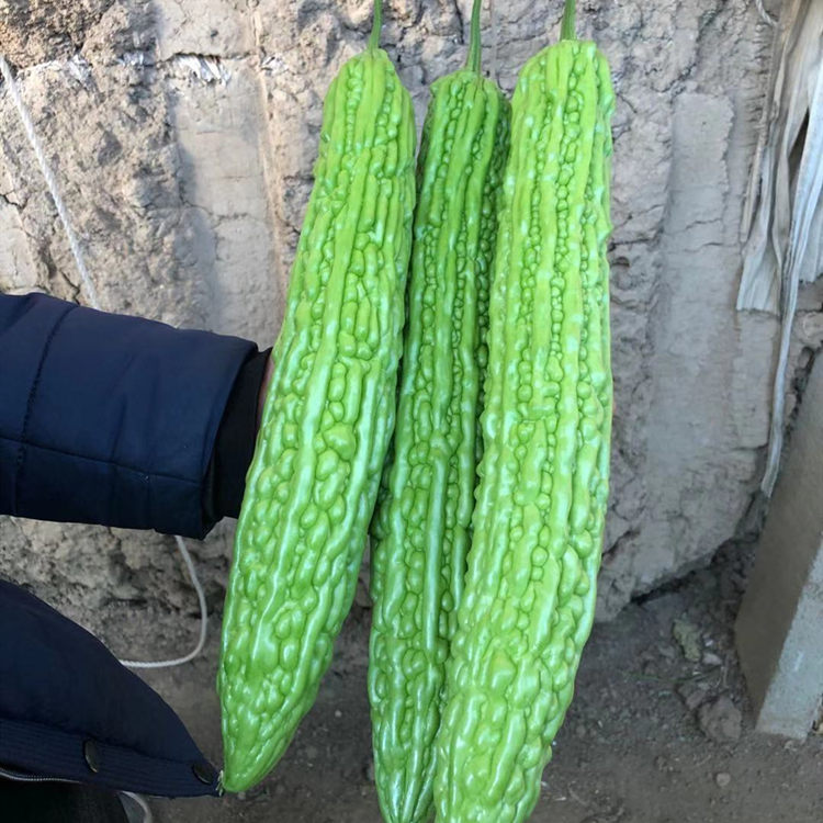 广辰农业大量供应耐热苦瓜苗    耐热苦瓜苗基地供应