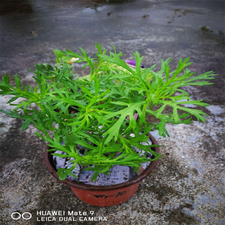 山西木茼蒿批发 公园绿化木春菊出售 玛格丽特种子