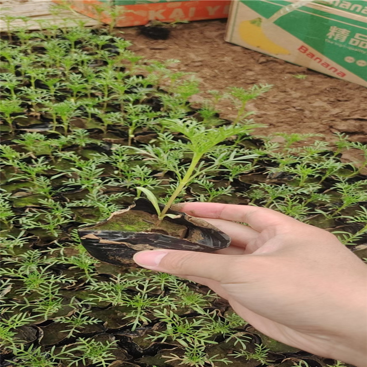 北京波斯菊出售 花园花卉波斯菊批发 江瑞花卉