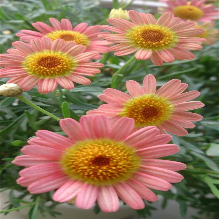 北京玛格丽特出售 植物园绿化花卉木春菊 江瑞