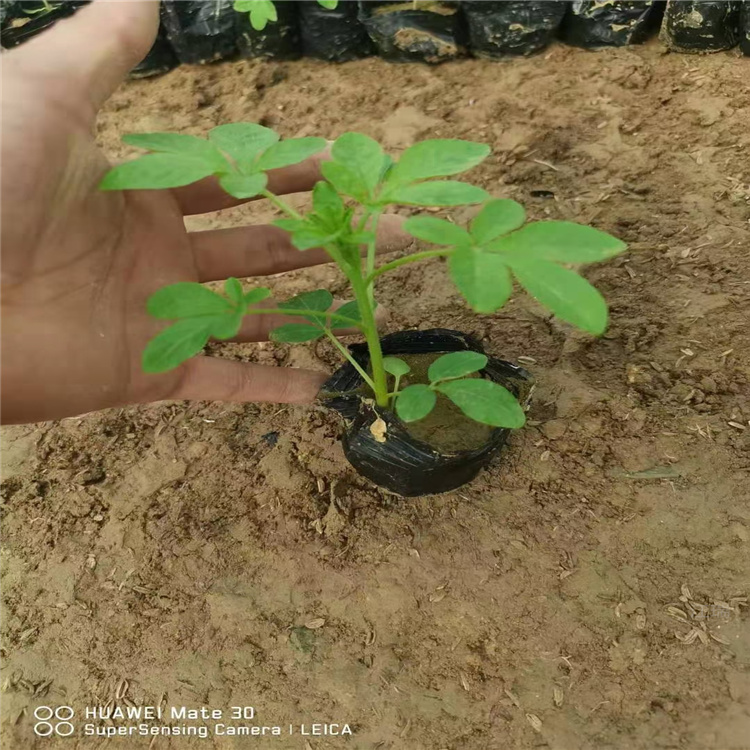 北京醉蝶花出售 花坛布置醉蝶花批发 江瑞