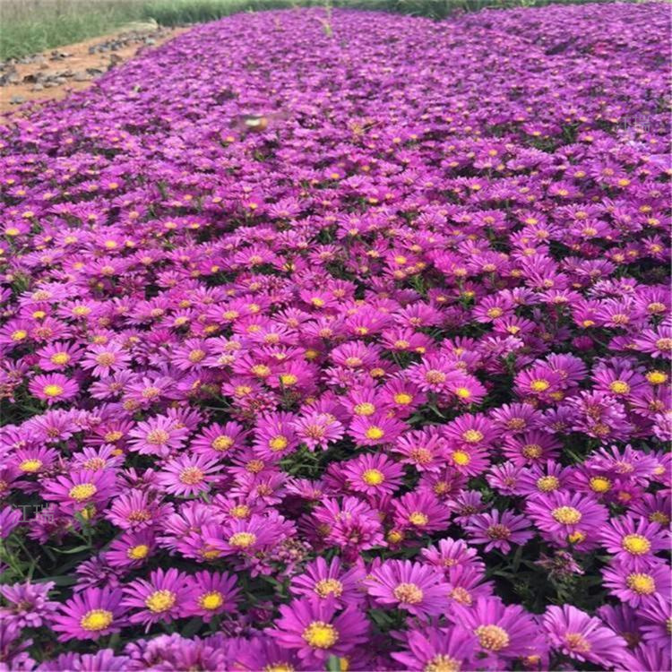 内蒙古荷兰菊基地 盆栽荷兰菊 荷兰菊种子