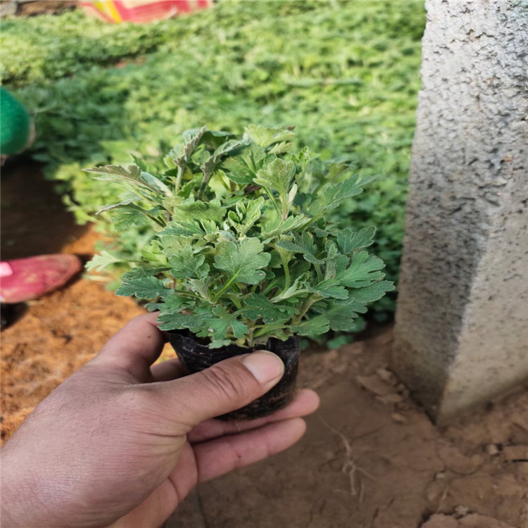 出售地被菊小苗 陕西地被菊价格 江瑞