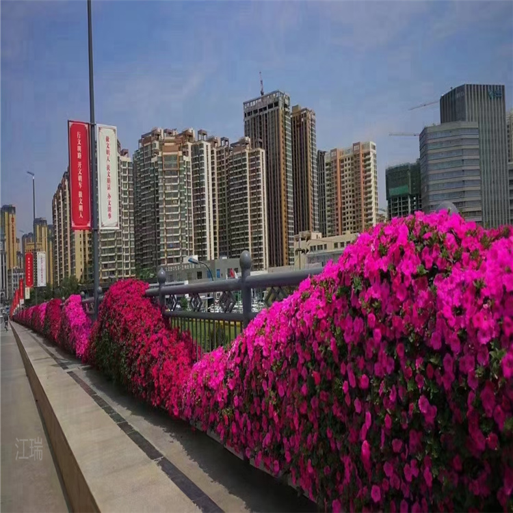 花箱花卉垂吊牵牛 景观花卉垂吊牵牛 垂吊牵牛种子