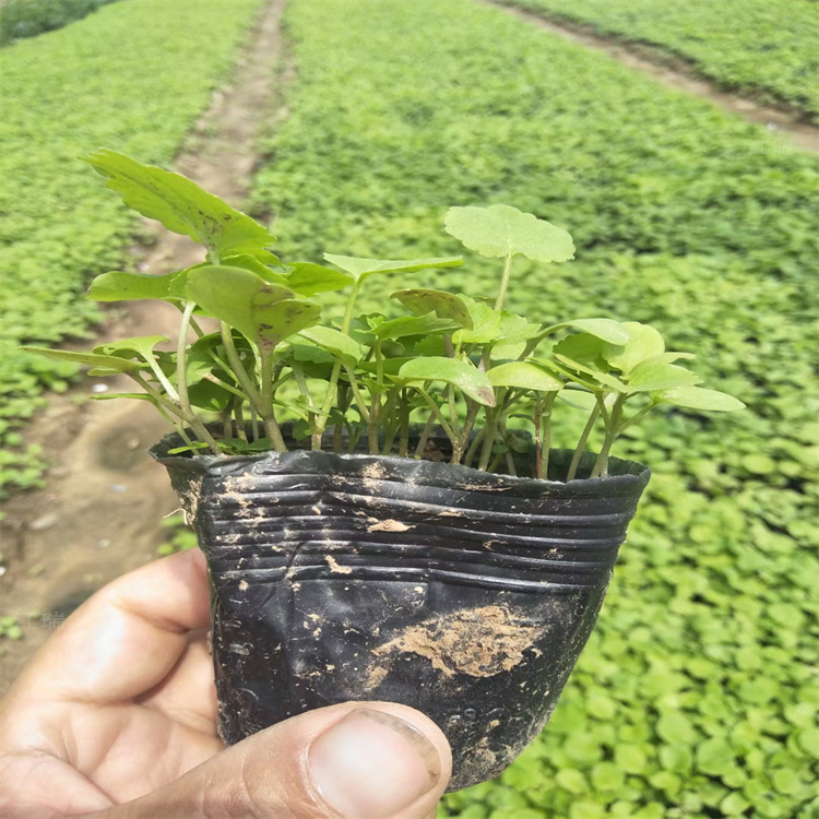 花坛用苗二月兰 河南撒种二月兰供应 江瑞