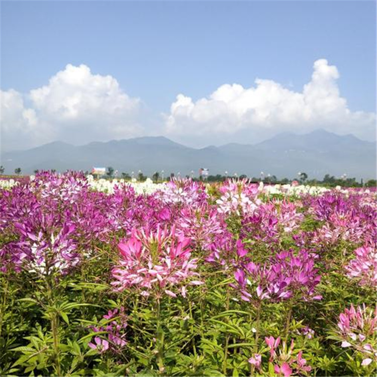 江苏醉蝶花供应 花镜花卉醉蝶花价格 江瑞草花