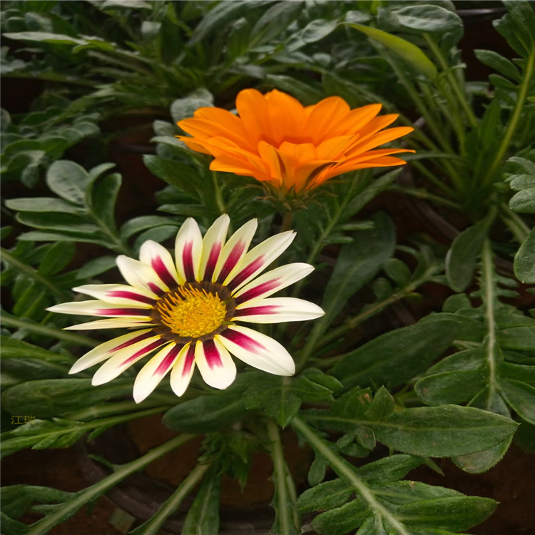 基地供应勋章菊 盆栽勋章菊 江苏勋章菊批发采购