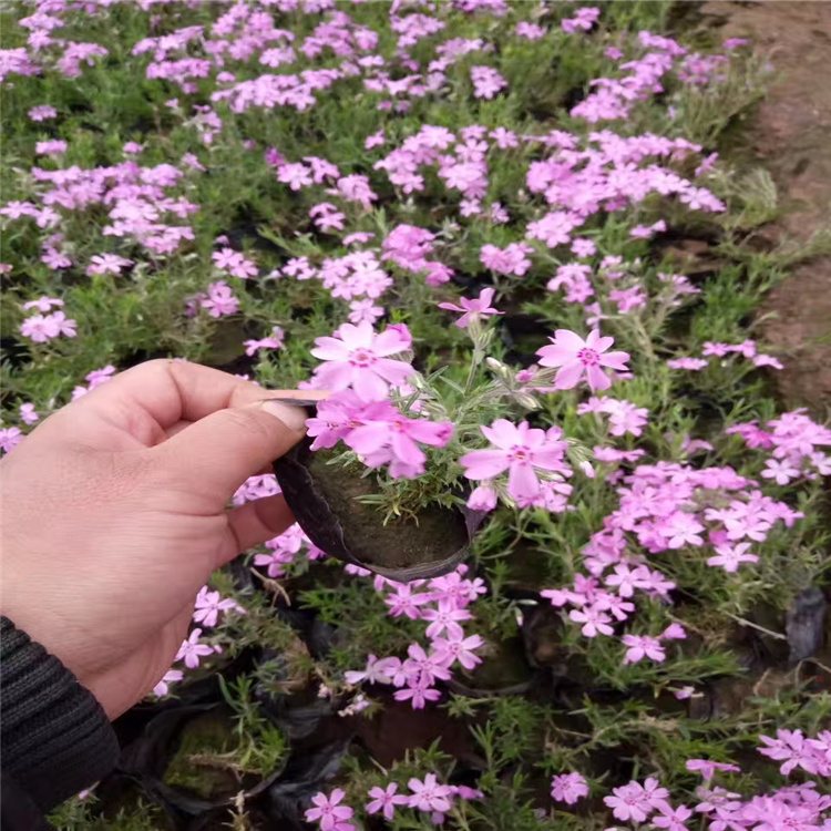 山西福禄考出售 芝樱种子 花坛花卉芝樱直销