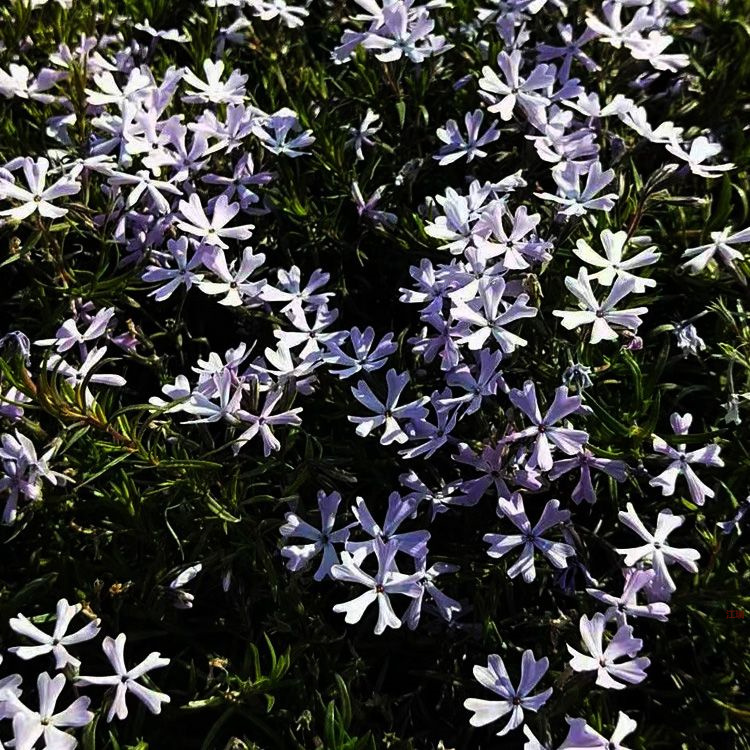 湖南芝樱基地 丛生福禄考价格 花坛花卉芝樱批发采购