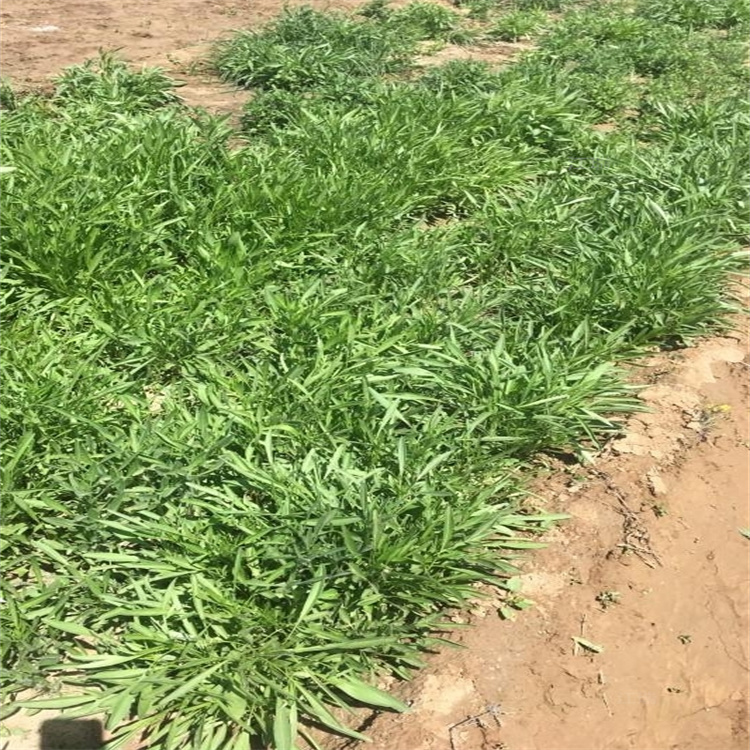 哈尔滨重瓣金鸡菊基地 多芽金鸡菊供应 江瑞花卉