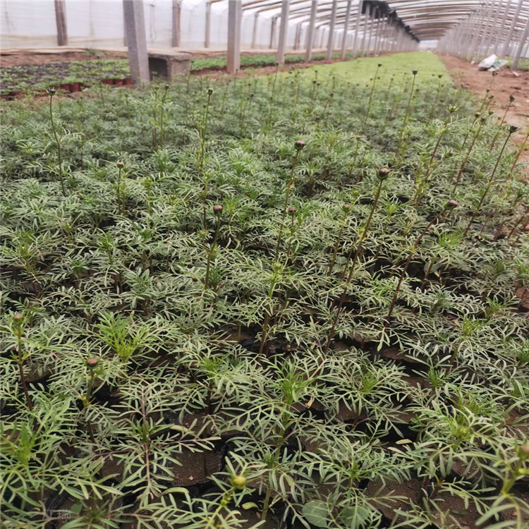 宁夏波斯菊出售 波斯菊种子 公园绿化花卉波斯菊批发商