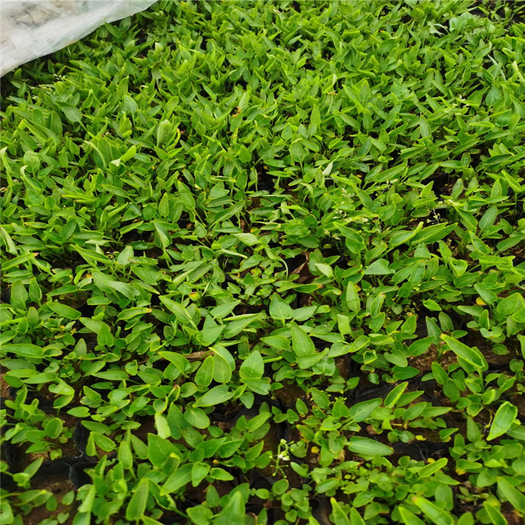 辽宁紫花地丁出售 杯苗紫花地丁批发 花镜点缀紫花地丁
